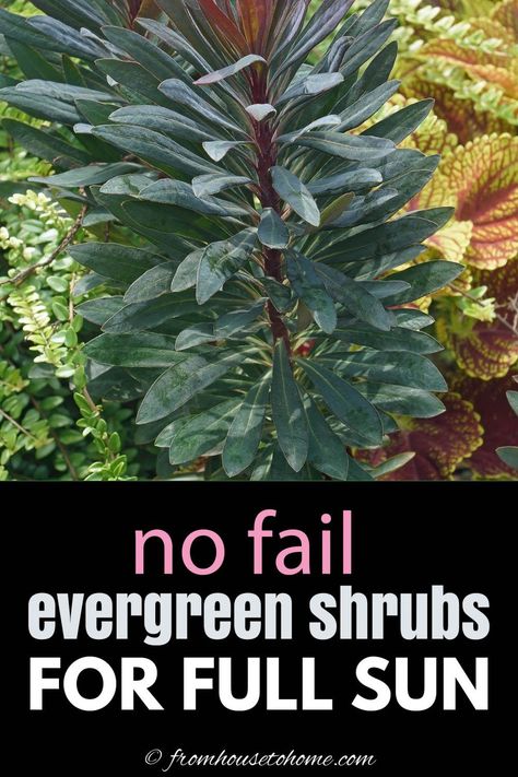 Evergreen Shrubs Full Sun, Shrubs For Full Sun, Foundation Plants, Privacy Hedges, Full Sun Garden, Full Sun Shrubs, Shrubs For Privacy, Evergreen Landscape, Evergreen Bush