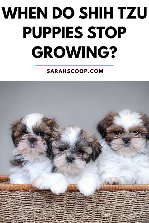 when do shih tzu puppies stop growing Grooming Shih Tzu, Shih Tzu Training, Perro Shih Tzu, Shih Tzu Grooming, Shitzu Puppies, Shih Tzu Puppies, Dog Advice, Here's The Scoop, Grooming Style