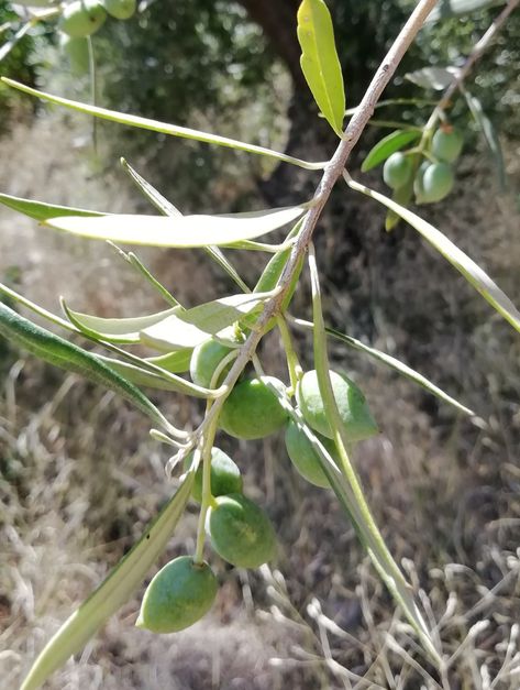 The Symbolism of the Olive Tree - The Flower Writer Olive Branch Meaning, Sign Of Peace, Symbol Of Friendship, Christian Backgrounds, Healing Light, Noah S Ark, Friendship Symbols, The Tabernacle, Athena Goddess