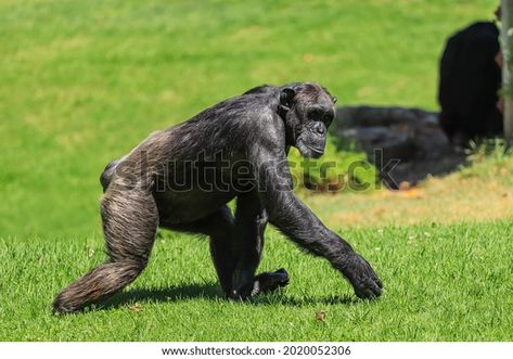 Chimpanzee Walking Field Side View Stock Photo 2020052306 | Shutterstock Chimpanzee Anatomy, Norman Lindsay, Building Ideas, Tarzan, Side View, 3d Objects, Monkeys, View Photos, Anatomy