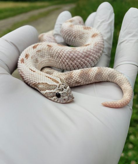 Western Hog Nose Snake, Hog Nose Snake Morphs, Lavender Hognose, Hognose Snake Enclosure, Hognose Morphs, Hog Nose Snake, Boop Noodle, Western Hognose, Western Hognose Snake