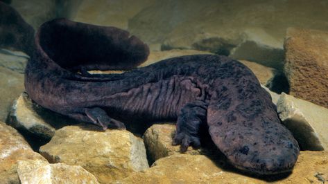 Chinese Giant Salamander, Giant Salamander, African Forest Elephant, Baby Fish, Big Animals, San Diego Zoo, African Elephant, Reptiles And Amphibians, Endangered Species