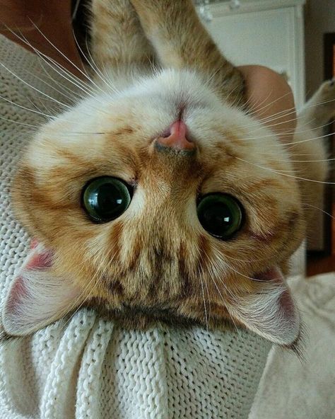 Cats Tumblr, Wild Baby, Cats With Big Eyes, Kitten Meowing, Funny Animal Photos, Cat Parenting, Pretty Cats, Free Stuff, Animal Photo