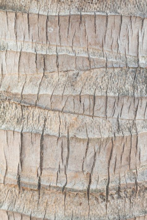 Coconut tree trunk texture background Pr... | Premium Photo Palm Tree Texture, Tree Trunk Texture, Palm Tree Trunk, Tree Trunk Painting, Interrior Design, Tree Stem, Tree Textures, Coconut Wood, Coconut Trees