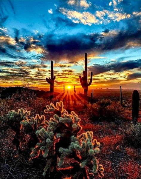 Western Sunrise, Arizona Sunrise, Desert Pictures, Nature Lifestyle, Visit Arizona, Arizona Sunset, Western Photography, Arizona Landscape, Desert Scene