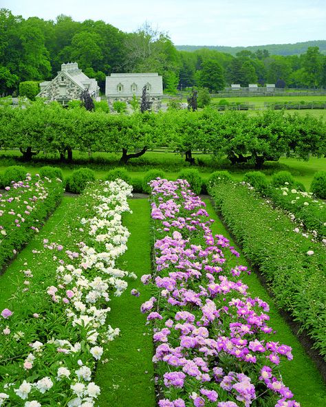 Areas Verdes, Cut Flower Garden, Peonies Garden, Garden Layout, Garden Cottage, Farm Gardens, Country Gardening, Flower Farm, Flower Beauty