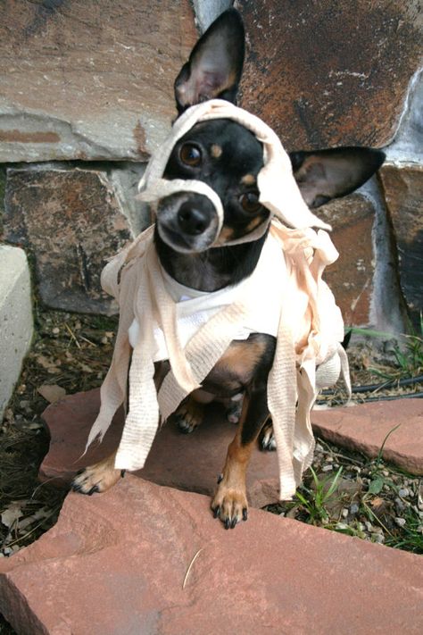 Zombie Dog, Mummy Dogs, Mummy Costume, Etsy Halloween, Chihuahua Love, Dog Halloween Costumes, Dog Eyes, Dog Costumes, Dog Costume