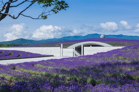 Tadao Ando, Bike Lane, The Buddha, Country Style, Modern Architecture, Google Images, Salt, Bike, Japan