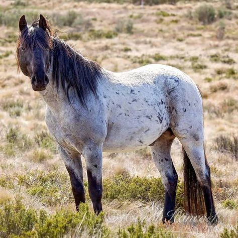 Brumby Horse Types, Brumby Horse, Washakie Stallion, Wild Palomino, Rare Colours, Tattoo Horse, Black Stallion Horse Wild Mustangs, Wild Mustang Horses, Crazy Animals