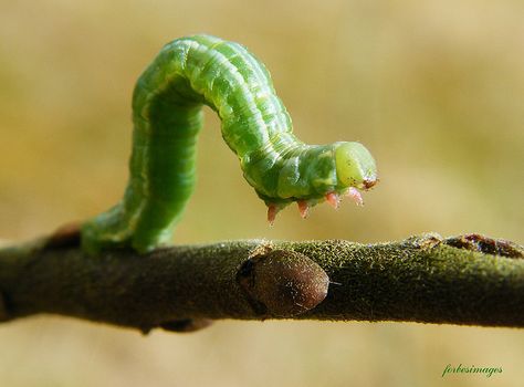 inch worm Caterpillar Tattoo, Inch Worm, Swamp Creature, Bug Boy, Garden Bugs, Cool Bugs, Creepy Crawlies, Arthropods, Creature Feature