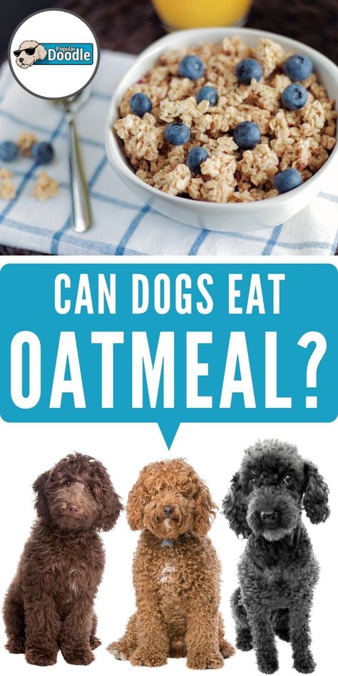 Can dogs eat oatmeal? Is oatmeal good for dogs? Here’s what you need to know to keep your pup safe, healthy, and happy!  This post is part of our 'Read Before You Feed' series where we discuss which human meals and snacks are dog friendly foods and which aren't.  #oatmeal #dogfood #dogtreats #dogfriendly #dogsafety #goldendoodle #labradoodle Beans Dogs Can Eat, Dog Food With Oatmeal, Dog Oatmeal, Oatmeal For Dogs, What Can Dogs Eat, Can Dogs Eat Corn, Make Dog Food, Best Treats For Dogs, High Carb Foods