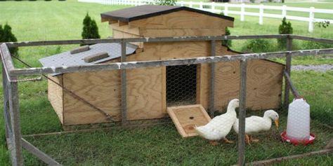 10 Duck House Plans You Can Build This Weekend | The Poultry Guide Duck House Plans, Duck Pen, Duck Pens, Chicken Coop Pallets, Backyard Ducks, Duck Coop, Duck Farming, Shade Ideas, Raising Ducks