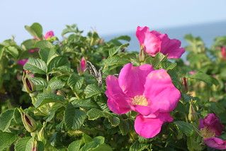 Beach Roses, Beach Rose, Pretty Flowers Pictures, Inspiration Journal, Vegan Menu, Sea Side, Seaside Beach, Pretty Flower, Flower Pictures