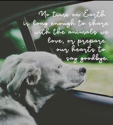 Quotes About Dogs Passing, Losing A Pet Quotes, Loss Of A Dog, Passing Quotes, Compassion Quotes, Good Dogs, Barbie Quotes, Patience Quotes, Mothers Love Quotes