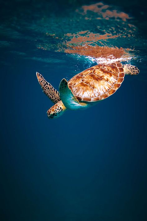 Aruban Green Sea Turtle Sea Turtle Drawings, Wallpaper Turtle, Sea Turtles Photography, Sea Turtle Wallpaper, Sea Turtle Drawing, Sea Turtle Pictures, Turtle Wallpaper, Turtle Images, Turtle Sea