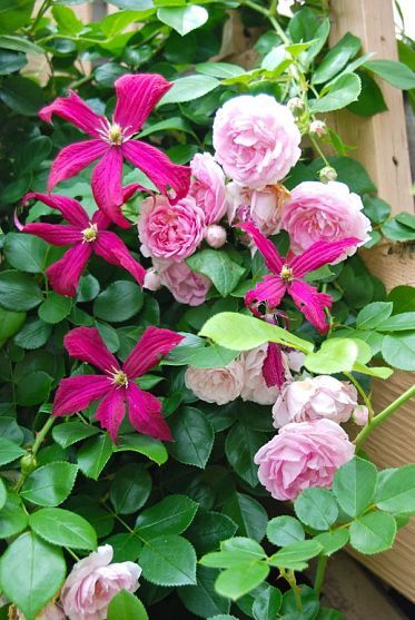 Climbing Rose and Clematis Combination Clematis Combinations, Flower Combinations, Rose Plant, Climbing Rose, Garden Vines, Cottage Garden Design, Pink Garden, Climbing Vines, Plant Combinations