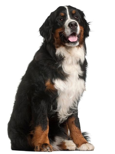 Berner sennenhond, 1 jaar oud, zittend P... | Premium Photo #Freepik #photo #hond #berg #dier #cute St Pierre, Mountain Dog, Bernese Mountain, The Shepherd, Bernese Mountain Dog, Mountain Dogs, He Is Able, Working Dogs, Shepherd Dog