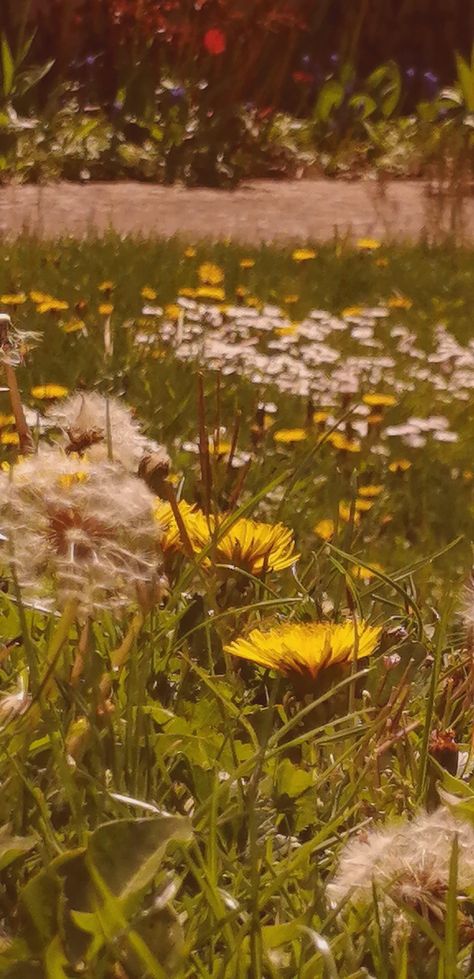 Dandelion Field Aesthetic, Dandelion Aesthetic Yellow, Aesthetic Dandelion Pictures, Field Of Dandelions Aesthetic, Fields Of Dandelions, Dandelion Astethic, Daisies And Dandelions, Dandelions Wallpaper, Dandelion Field Painting