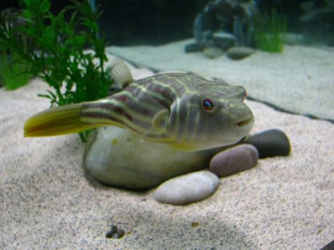 Fahaka Puffer Fish Fahaka Puffer Fish, Puffer Fish Tank, Cool Fish Tank Ideas, Turtle Tanks, Silly Fish, Monster Fish, Cool Fish Tanks, Monster Fishing, Fish Tank Ideas