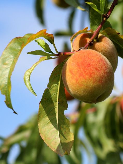 Farm Facts, Peach Festival, Low Histamine Diet, Growing Fruit Trees, Peach Tree, Peach Fruit, Cocktail Sauce, Peach Trees, Ornamental Trees