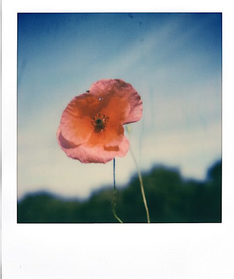 Flower Polaroid, Be Beautiful, Poppy Flower, Pink