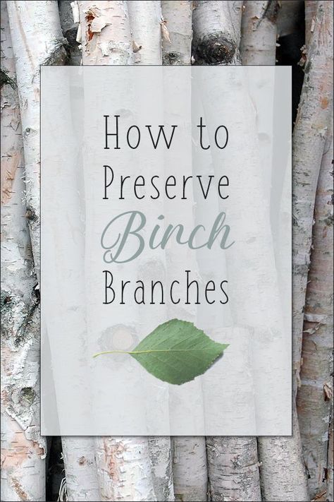 How to Preserve Birch Tree branches - White birch branches are exceptionally versatile and can be added to almost any decor. You can buy birch branches at the craft store or harvest your own, in which case you will want to take steps to preserve them. Birch Decorations, Birch Tree Decor Christmas, Birch Tree Branches, Tree Bark Crafts, Birch Wood Crafts, Birch Tree Decor, Birch Bark Crafts, Birch Craft, Birch Tree Wedding