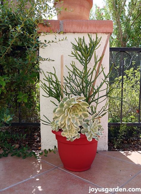 I couldn't bring my 8' Pencil Cactus to Arizona so I took cuttings. This is how it looks like now. Pencil Cactus Propagate, Pencil Cactus, Garden Frogs, Succulent Cuttings, Modern Plant Stand, Garden Basket, Gardening 101, Indoor Plant Care, House Plant Care