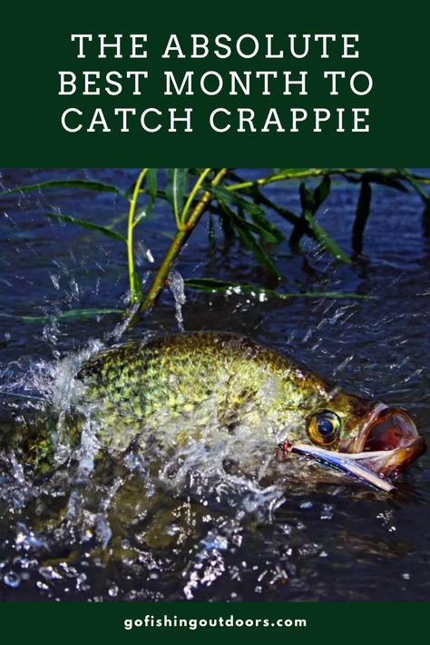 Crappie Recipe, Crappie Rigs, How To Catch Crappie, Crappie Lures, Fish Types, Crappie Fishing Tips, Fishing Hacks, Crappie Jigs, Largemouth Bass Fishing