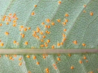 Rust on  undersides of Plumeria leaves Plumeria problems with answers from Arizona Plumeria Society Indoor Plumeria, Plumeria Leaves, Plumeria Care, Plumeria Tree, Organic Fungicide, Common Diseases, Florida Landscaping, Scale Insects, Florida Gardening