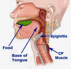 Swallowing Exercises Speech Therapy, Swallowing Exercises, Dysphagia Therapy, Medical Slp, Swallowing Problems, Feeding Therapy, Speech Therapy Resources, Sensory Issues, Medical Anatomy