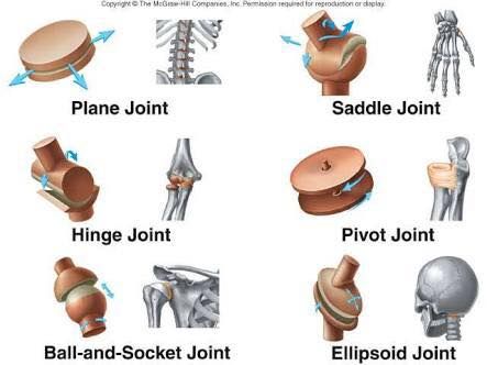 have multiple types of joints. And shoulder is the prime example for ball-socket type. Wrist joint is a saddle joint. Anatomy Movement, Joints Anatomy, Anatomy Bones, Best Nursing Schools, Skeletal System, Musculoskeletal System, Body Joints, Lower Limb, Muscle Anatomy