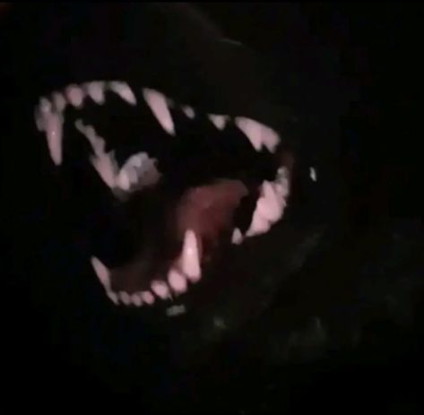 Emo Dog Pfp, Animal Shapeshifter Aesthetic, Rabid Dog Aesthetic, Scary Header, Dog Aesthetic Dark, Dog Snarling, Scary Dog Aesthetic, Animal Pfps, Scary Wolf