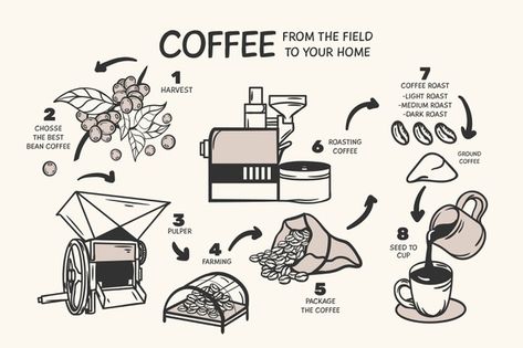 Hand drawn coffee concept | Free Vector #Freepik #freevector #vintage Coffee Roasting Illustration, Coffee Process Illustration, Coffee Processing, Coffee Process, Coffee Infographic, Logos Retro, Coffee Label, Coffee Vector, Coffee Roastery