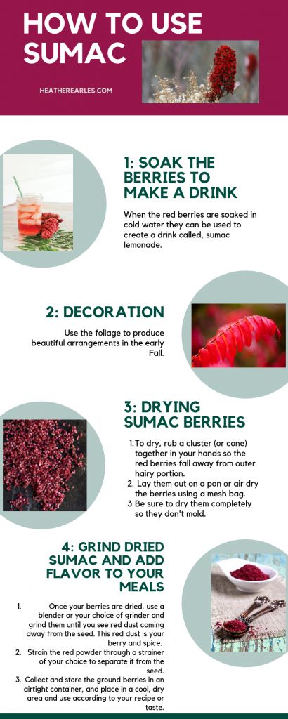 Sumac Benefits Health, Recipes Using Sumac, Recipes With Sumac Spice, Sumac Spice How To Make, Sumac Plant, Sumac Berries, Sumac Recipes, Berry Plants, Foraging Recipes