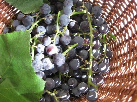 Wild grape jam.  Sugar and pectin free Wild Grape Jelly Recipe, Concord Grape Recipes, Herbalist Aesthetic, Grapes Recipes, Grape Jam Recipe, Peach Freezer Jam, Wild Grapes, Concord Grapes, Freezer Jam Recipes