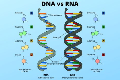 Dna Vs Rna, Body Knowledge, Acid Wallpaper, Venn Diagram Worksheet, Learn Chemistry, Dna And Rna, Cells Worksheet, Multi Step Equations, Study Biology