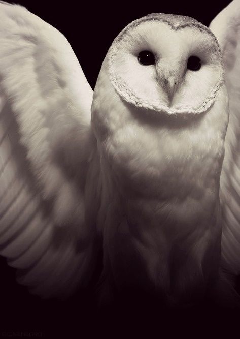 Amazing wildlife - Owl photo #owls Snow Owl, Beautiful Owl, White Owl, Snowy Owl, Barn Owl, Beautiful Creatures, Beautiful Birds, Animal Kingdom, Animals Beautiful