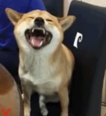 A sneezing dog. So funny and cute. Dog Sneezing Funny, Dog Sneezing, Funny And Cute, So Funny, Allergies, Cute Animals, Pet, Dogs, Funny