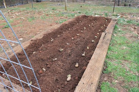 How To Plant Potatoes In A Raised Bed | https://newlifeonahomestead.com Growing Potatoes In Raised Beds, Verge Garden, Planting Seed Potatoes, How To Plant Potatoes, Garden Potatoes, Potato Planting, Planting Seed, Gardening Style, Plant Potatoes