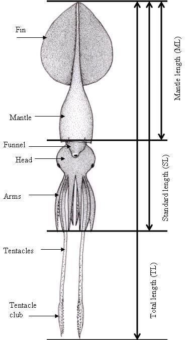 Giant Squid and Colossal Squid Fact Sheet | TONMO.com: The Octopus News Magazine Online Squid Anatomy, Colossal Squid, Preschool Journals, Kraken Art, Giant Squid, Sperm Whale, Marine Biologist, Oceanography, Scientific Illustration