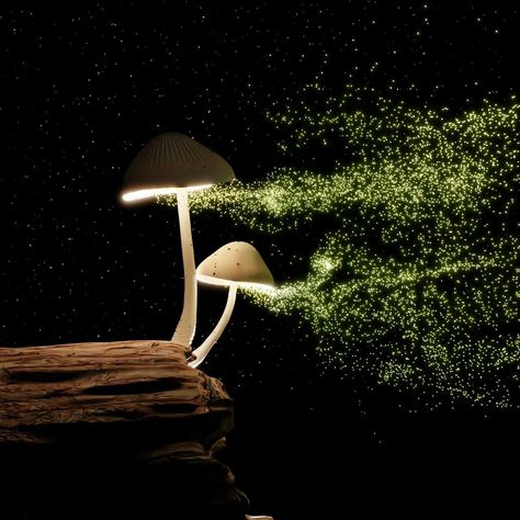 To spread forth and multiply, fungi — including the familiar amanita muscaria — shoot their spores into wafting breezes. A new paper published Wednesday helps explain how fun...  #mushyluv #growingmushroomsathome #mushrooms Karina Halle, Burst Bubble, Growing Mushrooms At Home, Mushroom Spores, Amanita Muscaria, Materials Science, Constantly Evolving, New Paper, Experiential