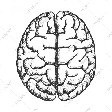 Brain Top View, Flowers Dictionary, Anatomy Flowers, Flowers Anatomy, Nature Anatomy, Illustration Butterflies, Butterflies Background, Anatomy Vintage, Flower Anatomy