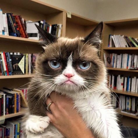 Grumpy Cat / October 2015 Grump Cat, Grumpy Cat Quotes, Cats Tumblr, Posts On Instagram, Cat Obsession, Cat Jokes, Grumpy Cat Humor, Cat Pictures, Cat Person