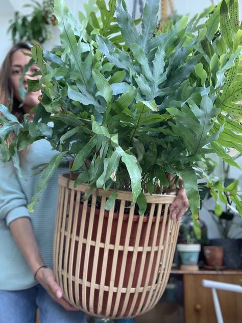 Phlebodium Aureum Blue Star, Blue Fern Plant, Fern Plants Indoor, Blue Star Plant, Phlebodium Blue Star, Indoor Ferns Houseplant, Fern Arrangements, Fern Types, Types Of Fern Plants