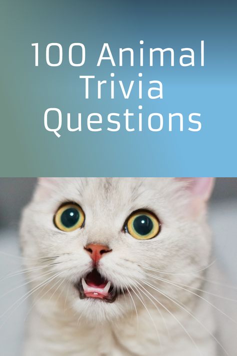 Are you an animal enthusiast ready to test your knowledge and learn more about your favorite creatures? Dive into our guide on Fun Animal Trivia Questions: 100 Questions and Answers to Test Your Knowledge - Living Wild & Green and discover exciting facts and figures about the animal kingdom. Perfect for family game nights, trivia events, or just for personal enlightenment! #quiz #quizzes #animals #trivia Animal Trivia Questions And Answers, Kids Trivia Questions, Eye Quiz, Animal Trivia, Guess The Animal, Animal Riddles, Trivia Questions For Kids, Movie Trivia Questions, Kids Jokes