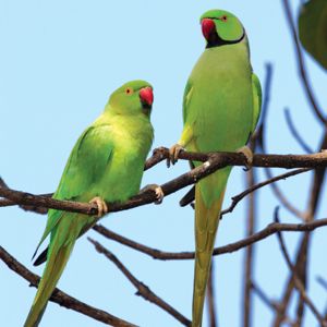 Rose-Ringed Parakeet  Once you spot it, this lime-green bird, with its long tail feathers and red bill, is hard to miss, especially if you look in the trees on King and Beretania streets east of the state Capitol, says Pratt. For a closer look, “you can also go to the intersection of Tantalus and Makiki Heights Drive,” he adds. Prey Birds, Ringneck Parrot, Green Parakeet, Ring Necked Parakeet, Indian Ringneck, Indian Ring, Green Birds, Ring Neck, Hawaii Pictures