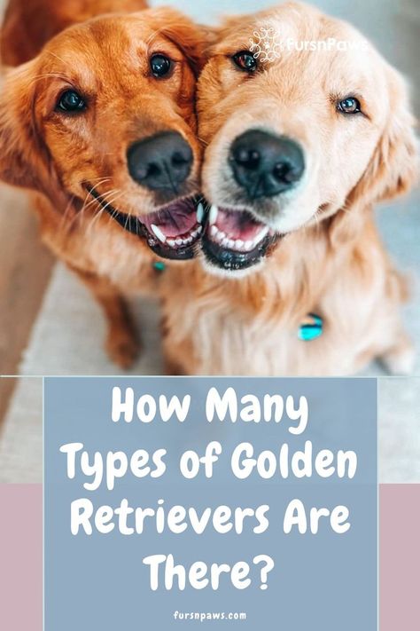 golden retrievers different types White Fluffy Dog, Diy Dog Kennel, Big Dog Breeds, Diy Dog Bed, Great Dane Dogs, Really Cute Dogs, Cute Dog Pictures, Rottweiler Dog, Fluffy Dogs