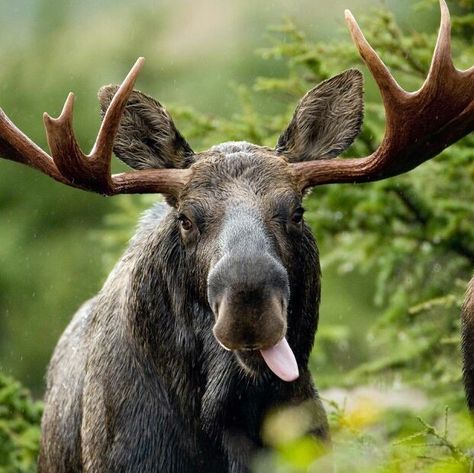 Silly moose Elf On A Shelf, Bull Moose, Mule Deer, Manx, Wild Life, A Shelf, Animal Planet, An Animal, Animal Photo