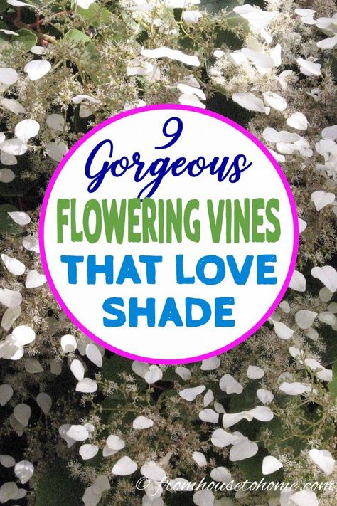 GREAT list of perennial flowering vines that thrive in the shade. When I needed to hide my neighbor's shed from view in my shady backyard garden landscaping, I had a tough time finding vines that were non-invasive and looked good. This list of perennial shade vines has some really pretty plants that won't take over your yard.  #fromhousetohome #gardeningtips #gardenideas #shadegarden #shadeperennials #shadeplants Shade Vines, Vines For Shade, Shade Trellis, Perennial Flowering Vines, Fast Growing Climbers, Climbing Plants Trellis, Autumn Clematis, Evergreen Vines, House To Home