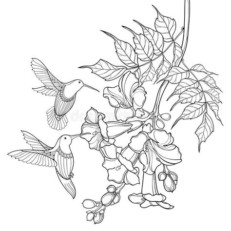 Flowers Hummingbirds Like, Trumpet Vine Flower, Plants Coloring Pages, Hummingbird Drawing, Vine Drawing, Hummingbird Painting, Trumpet Vine, Hummingbird Flowers, Vine Tattoos